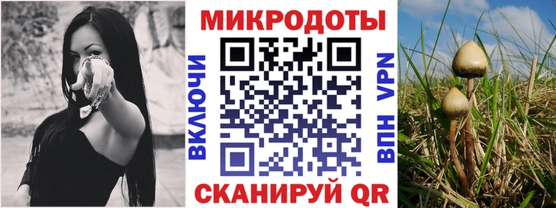 Псилоцибиновые грибы Psilocybe где найти Верхняя Пышма